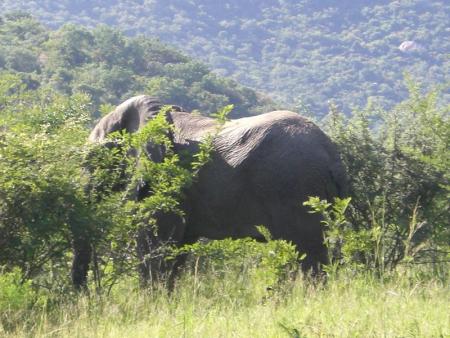 Babar
